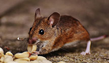 hospital-and-healthcare-facility-pest-management Experts in Union Beach